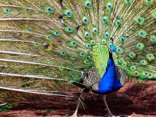 Beautiful Indian Peacock HD Wallpaper Free