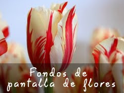 Fondos de pantalla de flores