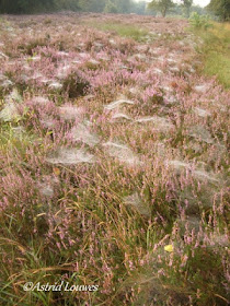 Heide met spinnenwebben