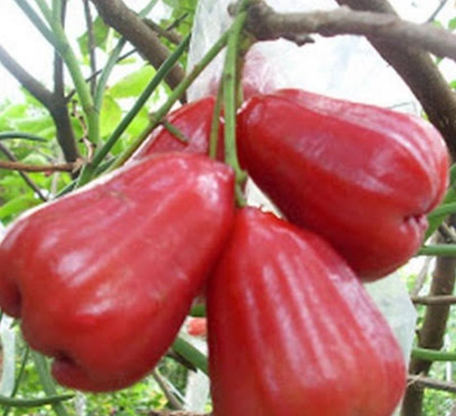 bibit jambu citra tanaman buah harga murah Sulawesi Utara