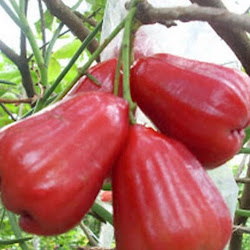 Bibit Jambu Citra Tanaman Buah Harga Murah