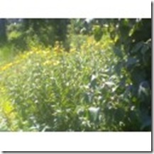 Yellowpatch