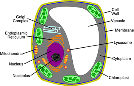 animal cell membrane diagram (graphic) Briefly describe the function of the