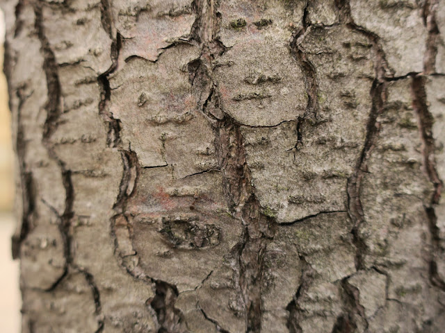 An ant on the bark of an alder tree.