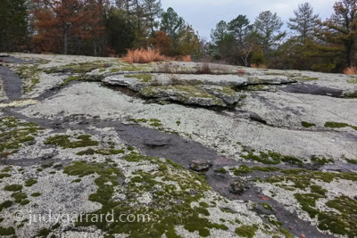 Moss and lichen on granite