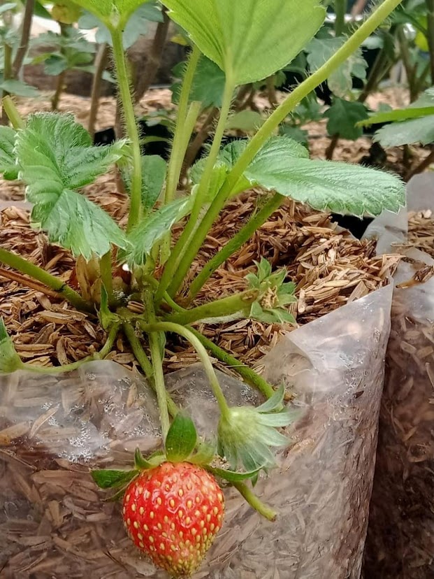 Strawberry Buah Strowberry Stawberry Tanaman Strawbery Strowberi Lokal Sulawesi Selatan