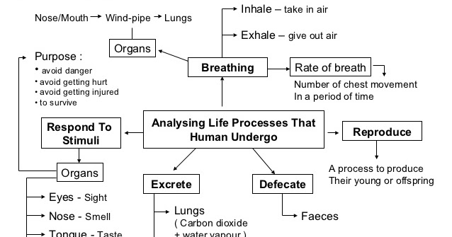 Proses Hidup Manusia ~ Lets Learn Science