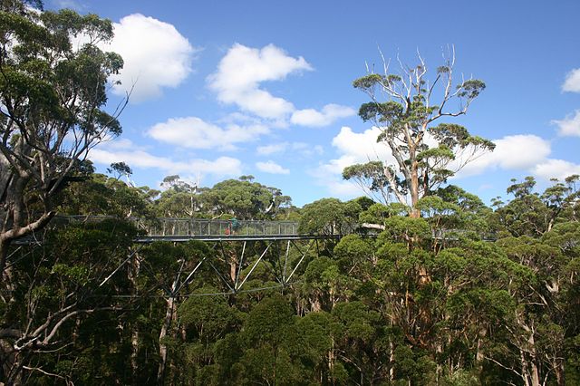 Valley of the Giants: passarela entre árvores na Austrália