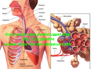 obat batuk paru,obat paru paru basah,obat batuk menahun,obat batuk TBC,obat batuk akibat rokok,obat batuk paru paru,obat paru paru bocor,obat batuk berlendir,obat batuk berdarah