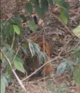 Harimau Terjaring