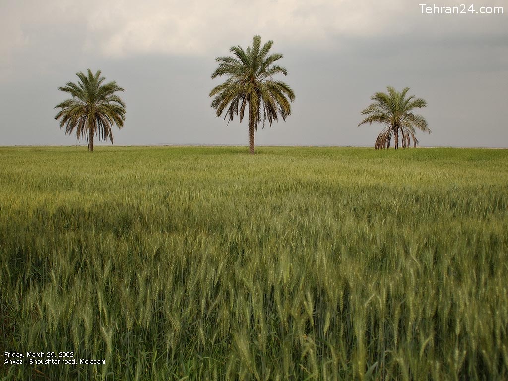 Wallpaper Landscape: Ahvaz Shoushtar Road