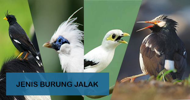 Jenis Burung Jalak