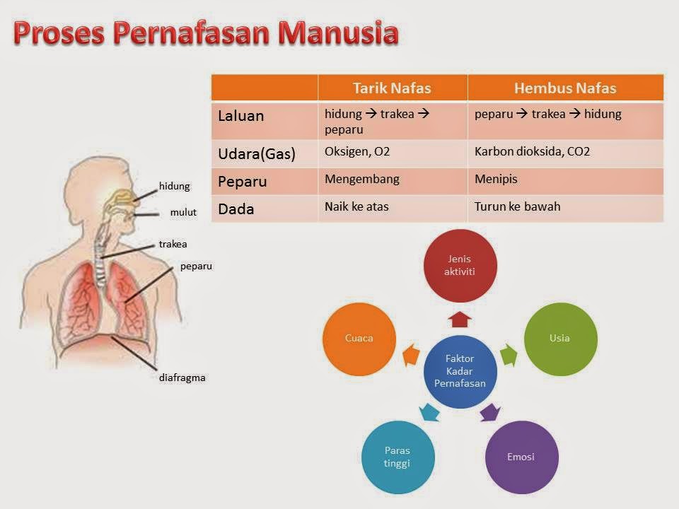 Education Made Fun Science Yr 4 Proses Hidup Manusia 