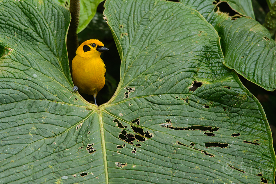 Kuldtangara, Tangara arthus goodsoni, Golden Tanager, tangara