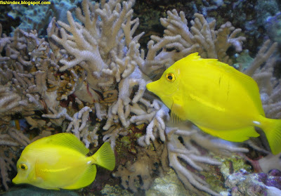Yellow Tang Fish Zebrasoma flavescens