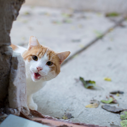 Cómo domesticar a un gato que bufa