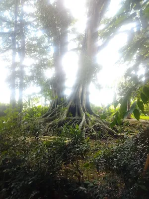 silsilah wali songo