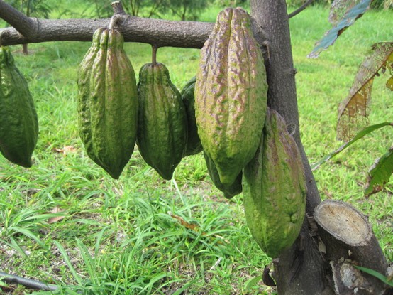 Cacao gaining in popularity with Hawaii farmers