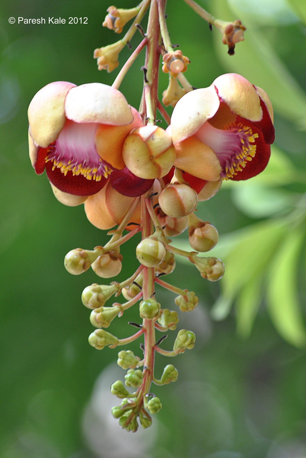 र ब ई Rubaai Flowering Trees