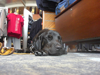 Picture of Rudy in a down-stay sleeping, while we are shopping