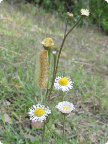 Hampton Tract - Caterpillar (4)