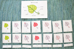 Parts of a Leaf Study for Kids