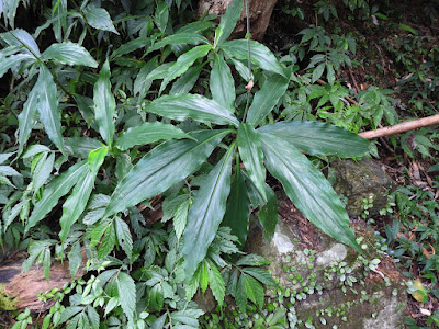 The leaves of Japanese Pollia