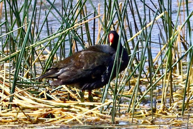 "Close-up image of a Eurasian Moorhen (Gallinula chloropus) feeding amongst the weeds in shallow water, displaying its distinctive black plumage and red bill."