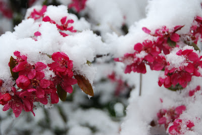 snow on red cherry blossom