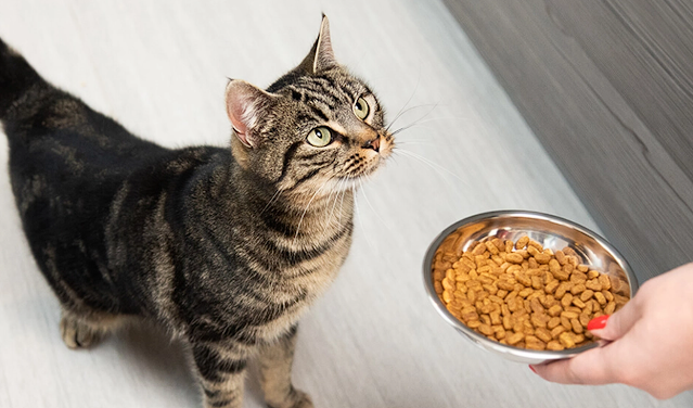 Nutrisi yang Dibutuhkan Kucing Kampung