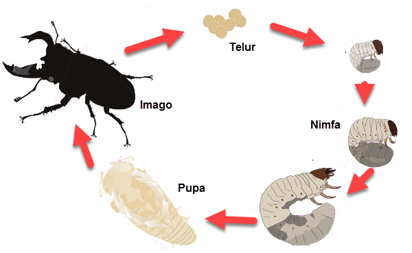 Daur Hidup Kumbang Badak