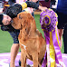Top 10 Westminster KC Dog Show Best in Show Winners (2013 - 2022)