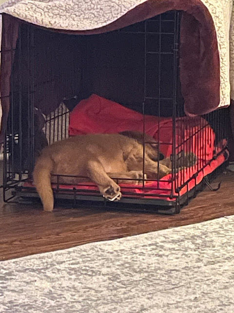 Miles asleep in his crate with his back two feet dangling outside of it.