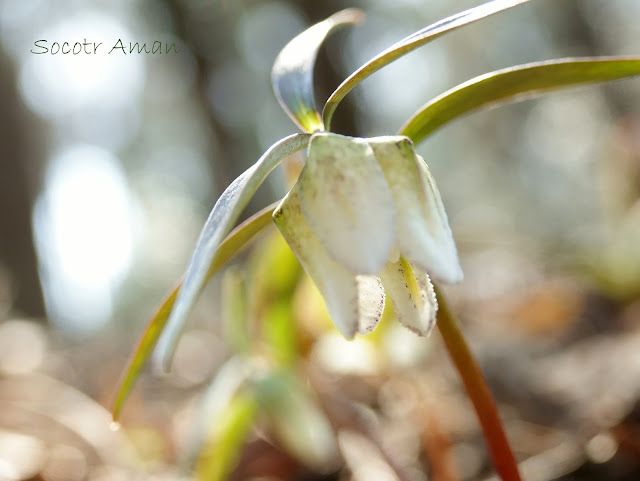 Fritillaria kosidzumiana