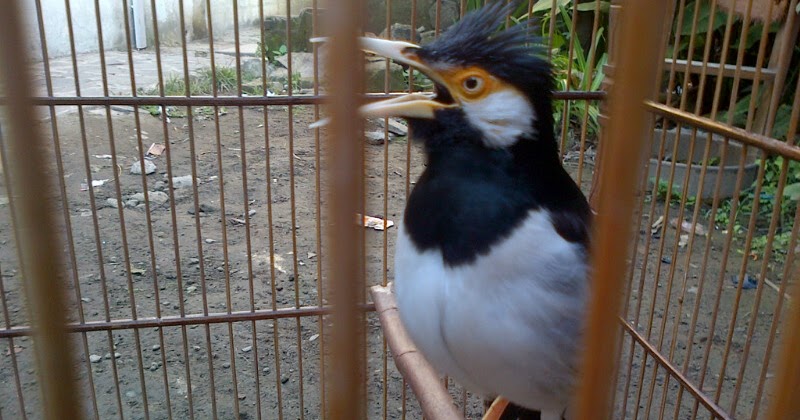 Kicau Alam - Daftar Harga Burung Terbaru 2015