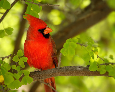 Awesome Birds Wallpapers