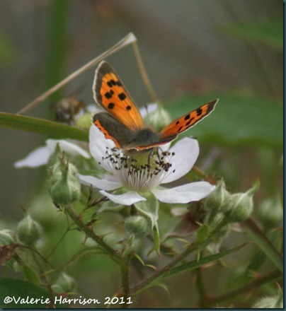 small-copper