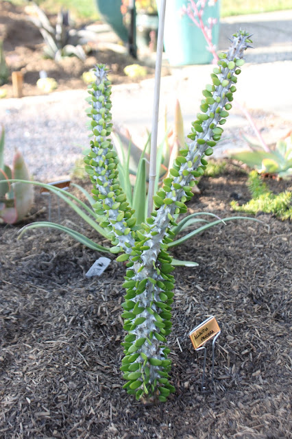 Alluadia procera 'Madagascar Ocotillo'