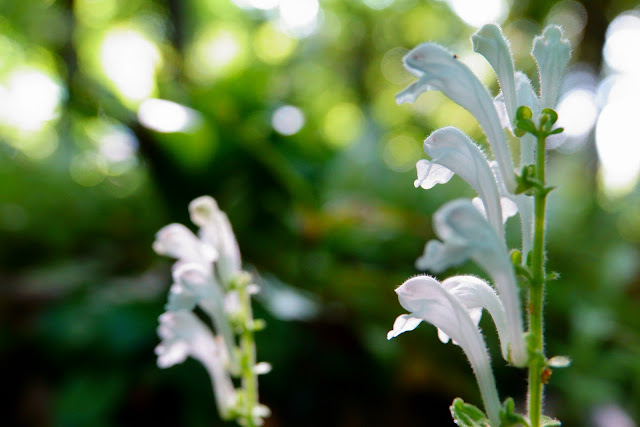 Scutellaria indica