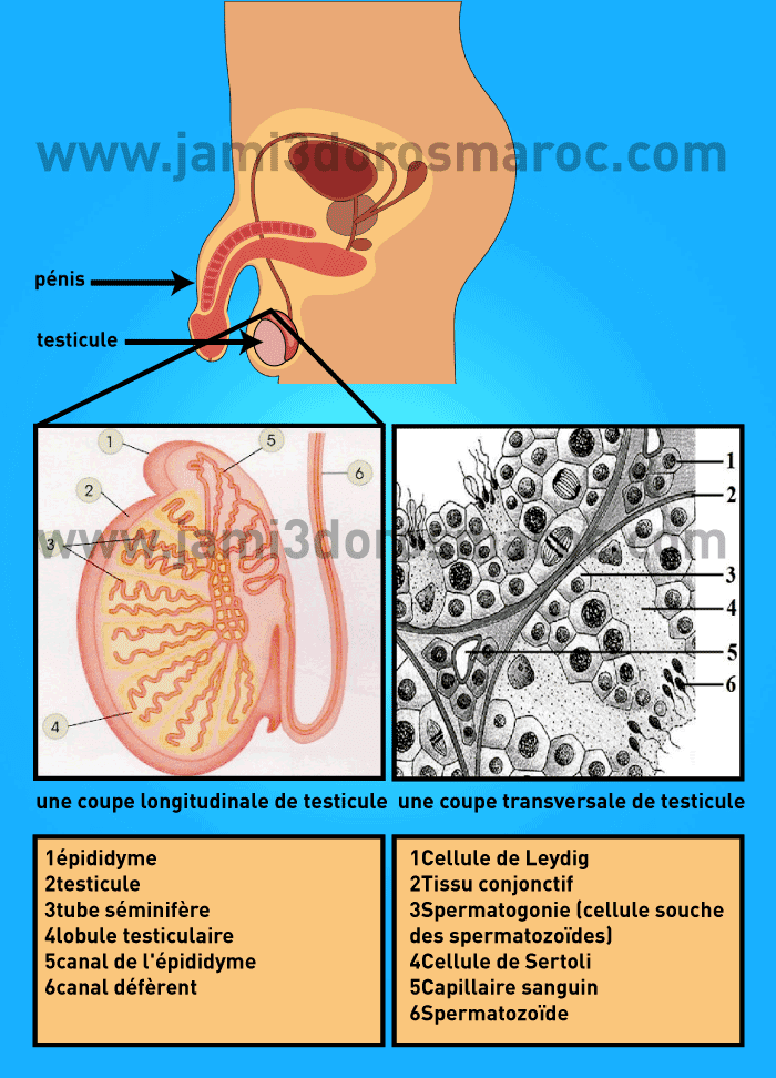 la structure des testicules