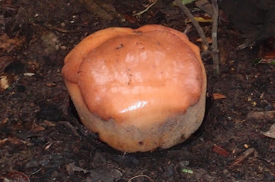 rafflesia flower bud, parasitic plants