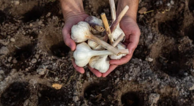 Suitable climate for planting garlic in the kitchen garden