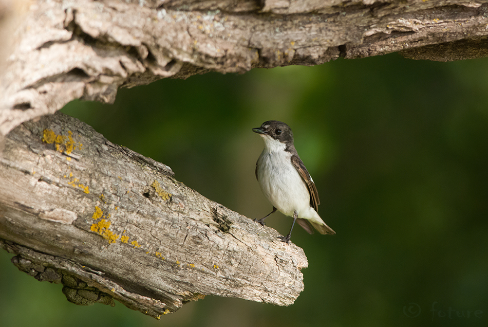 Must-kärbsenäpp, Ficedula hypoleuca, European Pied Flycatcher, Western, Muscicapa