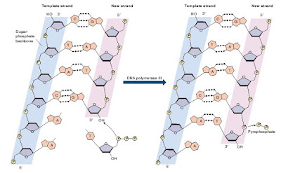 sintesis DNA, replikasi DNA, DNA polimerase III, DNA polymerase III, ikatan fosfodiester, cara nukleotida berikatan