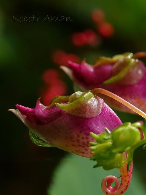 Impatiens textori