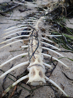 vertebrae of a fish lies as bare bones on the sand