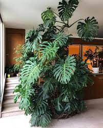 A monstera delicioso também conhecida como costela de Adão, é uma planta nativa do México ao norte da Argentina.  Essa é uma planta que pode atingir até 20 m de altura e tem folhas muito grandes.