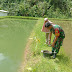 Serka Rahmat A.P Bersihkan Kolam dan Beri Pakan Ikan Gurami di Nagari Suliki