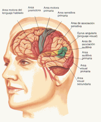 Imagenes del cerebro y sus partes