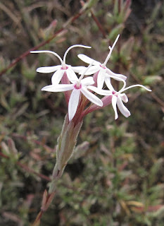 Carphochaete bigelovii, Bigelow’s Bristlehead